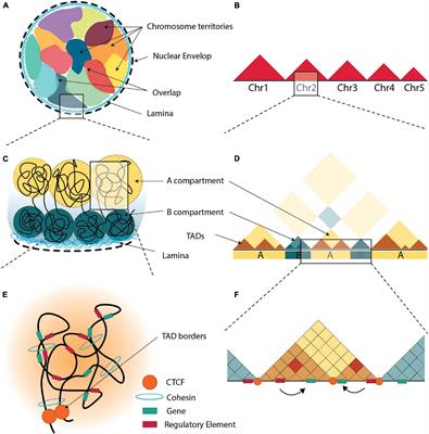 Frontiers | Chromatin Conformation in Development and Disease